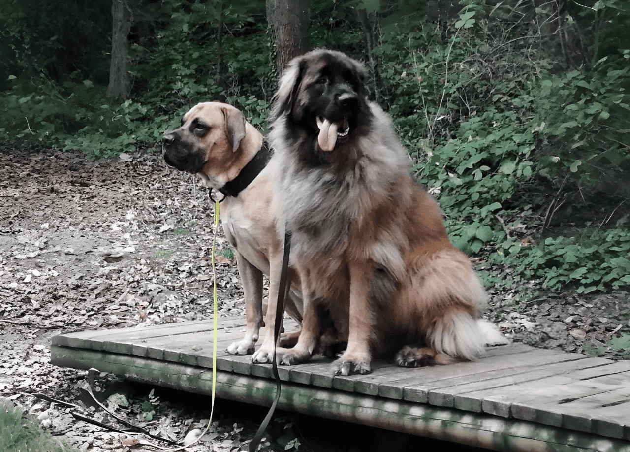 Les forfaits 4 cours 200€ / 8 cours 380€